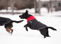 Thumbnail for Mixed breed dog wearing the Great White North coat in Classic Red
